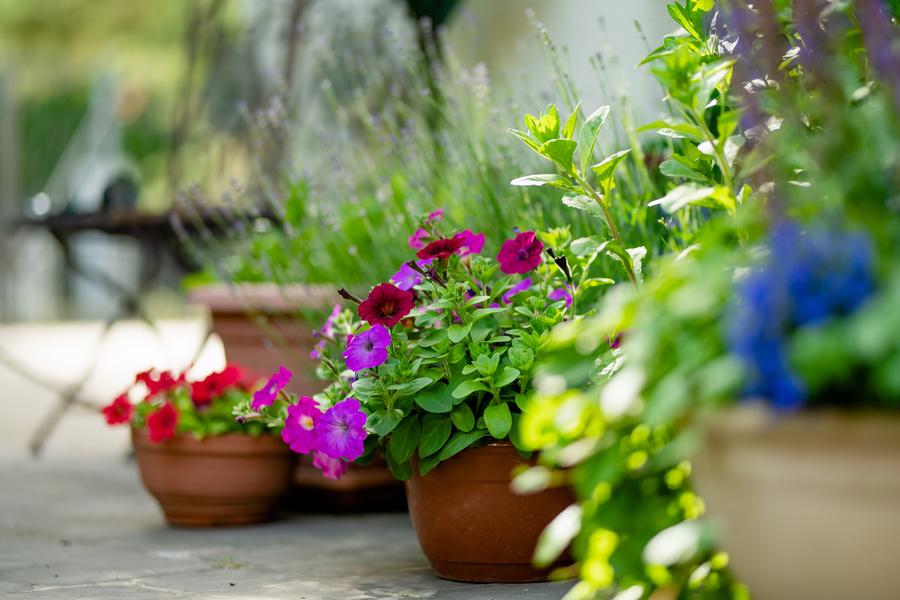 5 Allergy Free Flowers to Plant Around your Home