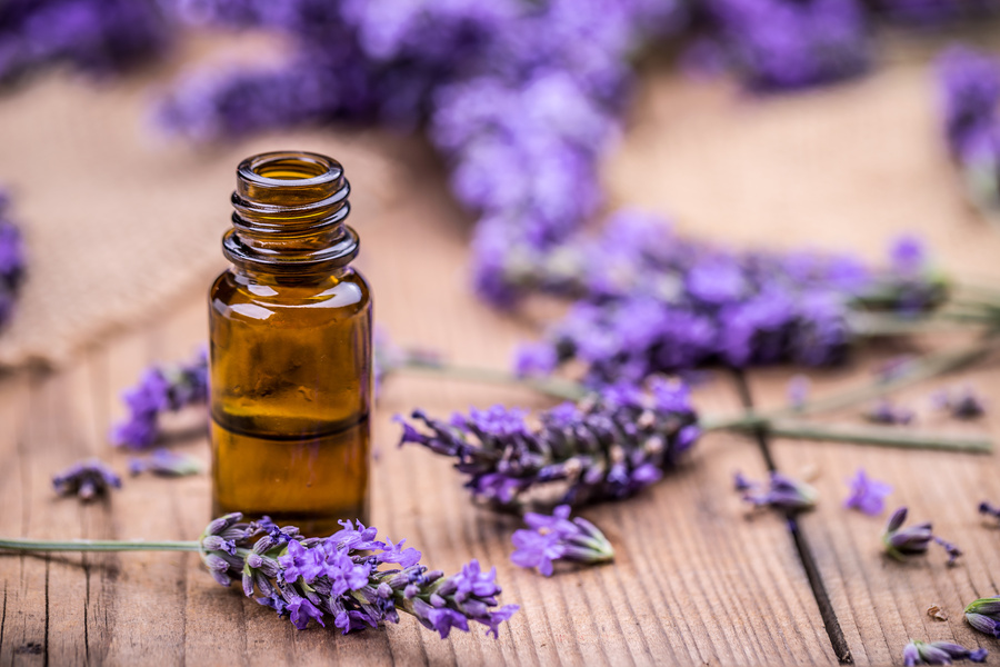 Spotlight on Lavender Essential Oil