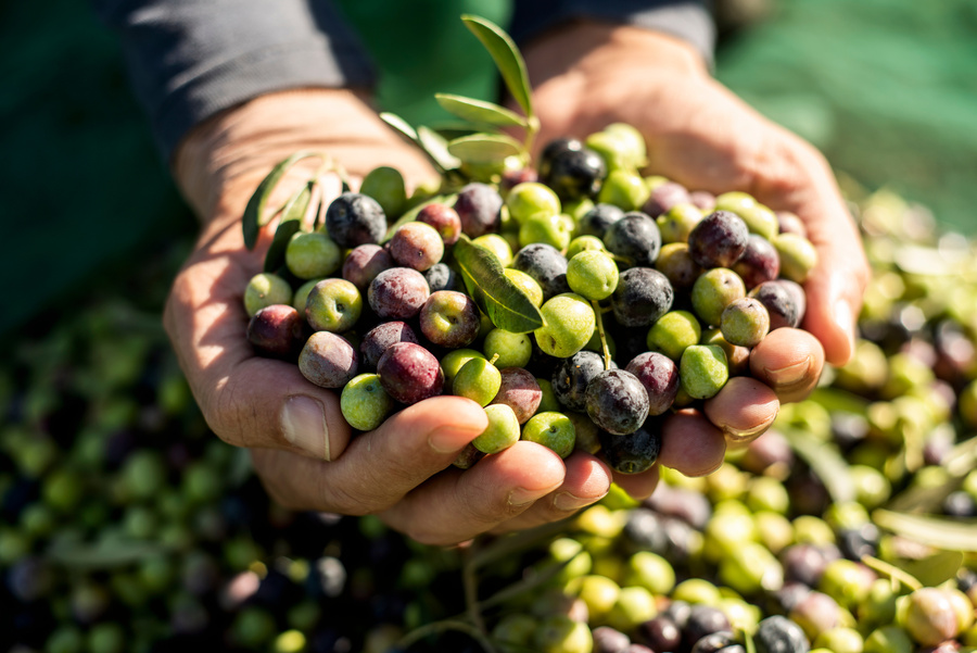 How to Pickle Olives